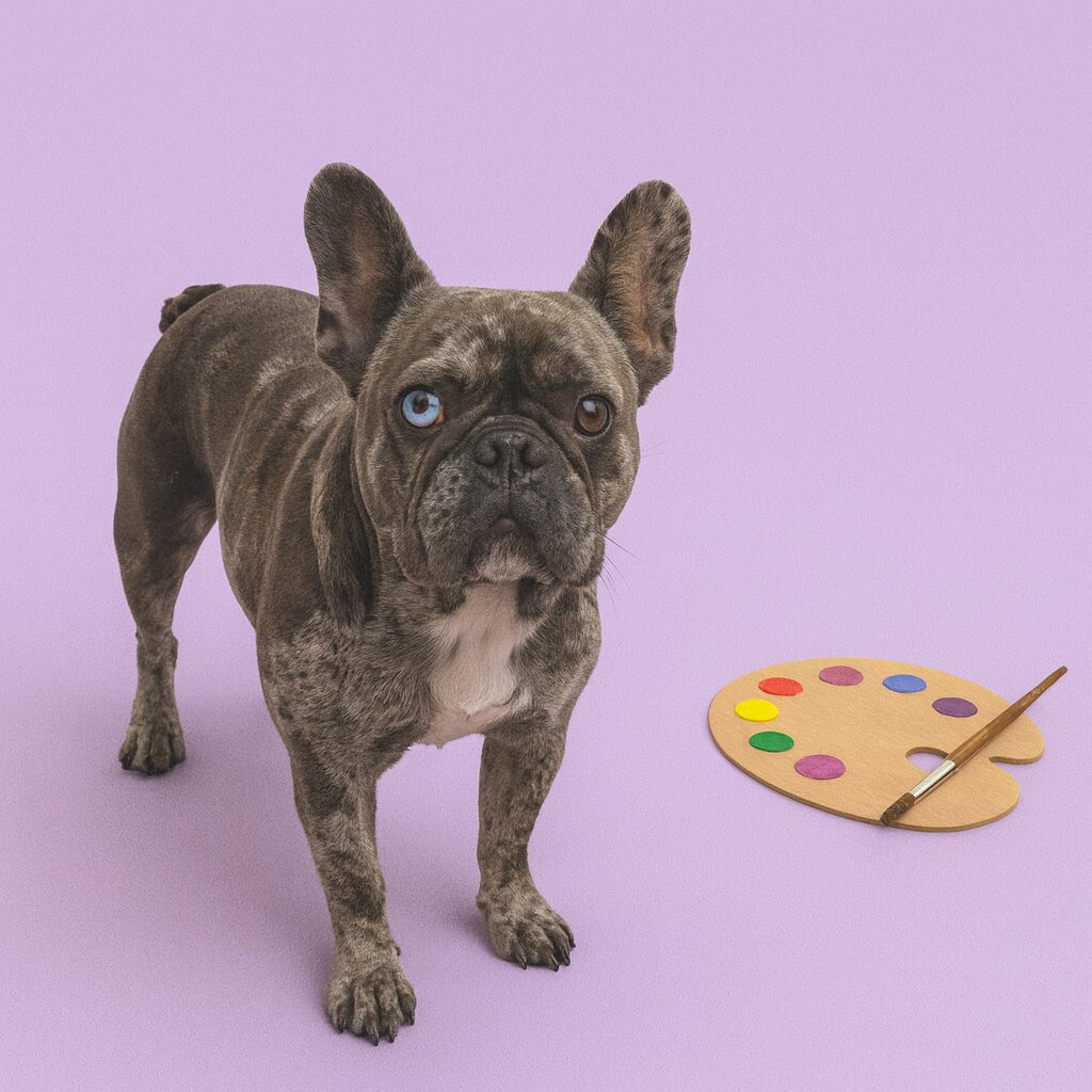 How to Feed a French Bulldog by Age: Puppy, Adult & Senior Nutrition Tips