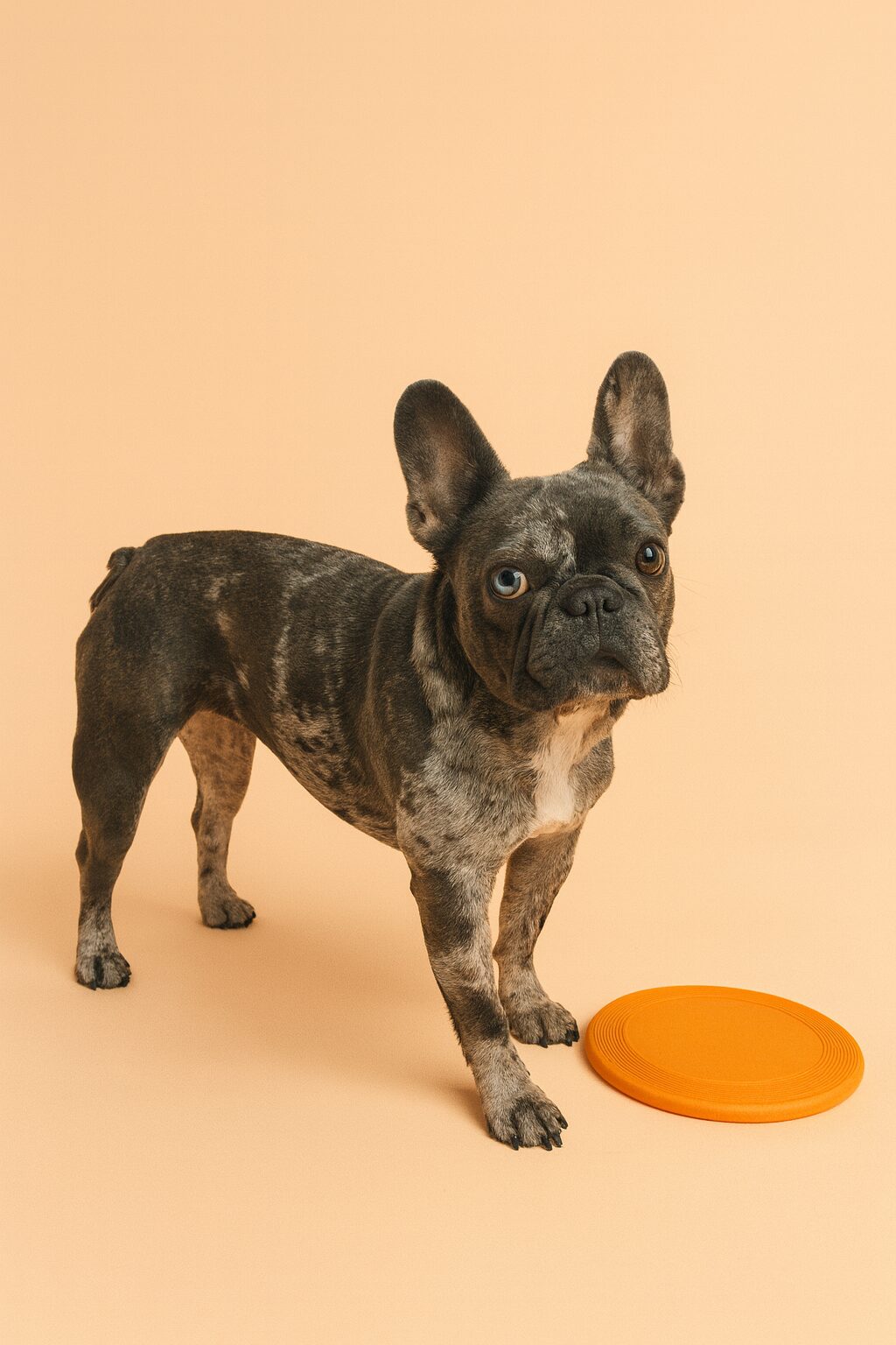 10 Common Mistakes in Frenchie Care to Avoid